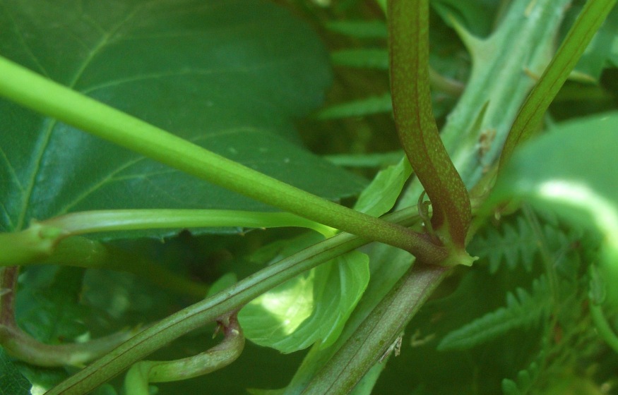 Convolvulus silvaticus (=Calystegia sylvatica) / Vilucchio maggiore